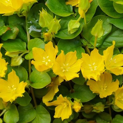 schalenförmige, leuchtend gelbe Blüten, hellgrünes Laub